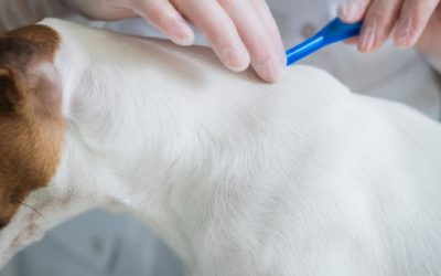 Hoe parasieten bij honden vermijden en behandelen