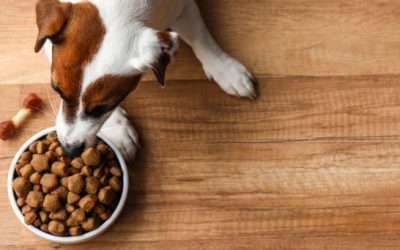 nourriture saine pour chien